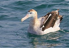 Antipodean Albatross